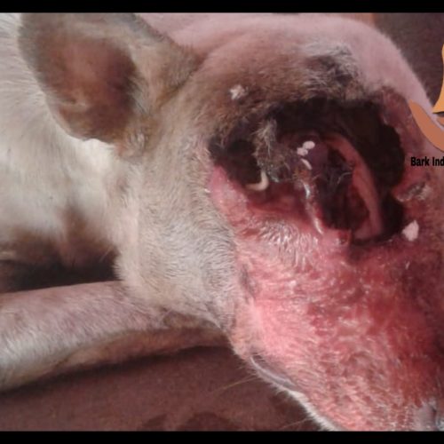 Wounded dog needs help for treatment- Maggoty wound dog rescue and treatment