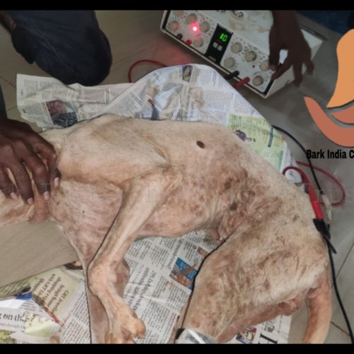 dog gets physiotherapy