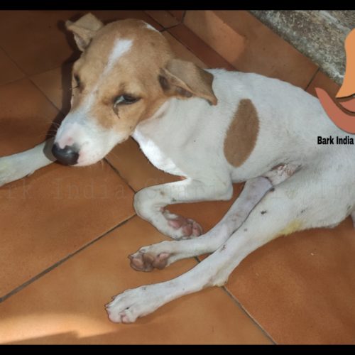 Puppy Rescue and Treatment of stray dogs in Pondicherry