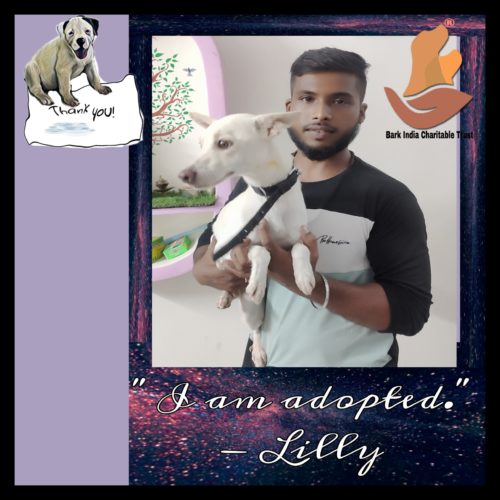 Puppy adopted Abandoned Puppy got adopted to new happy home- Adopt , Don’t buy.