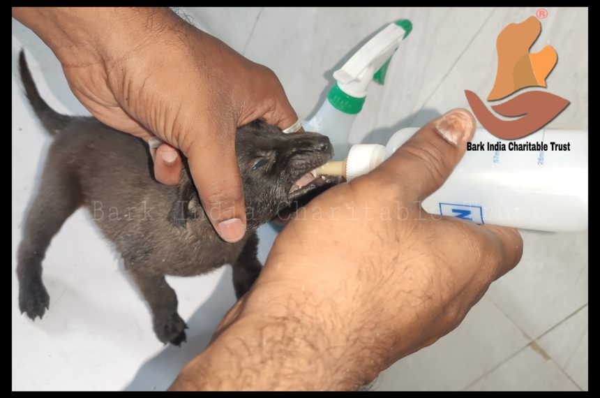 PicsArt_10-18-10.38.00 Puppy Rescue from Pondicherry University- Puppy Rescue & Treatment