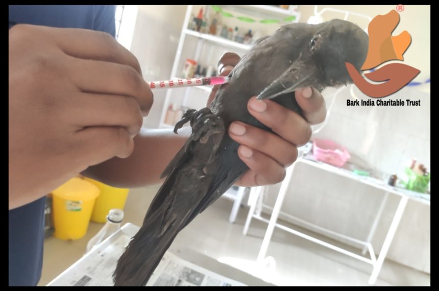 Sick Crow Rescue- Bird Rescue and Treatment in Puducherry