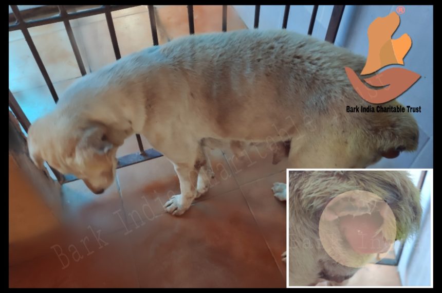 prolapse dog Vaginal prolapse in dogs