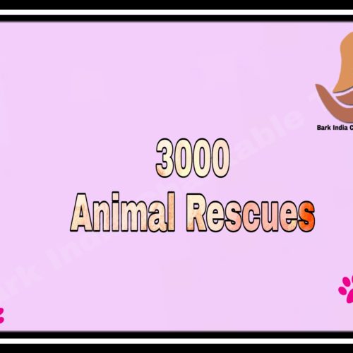 3000 rescues 3000 RESCUES