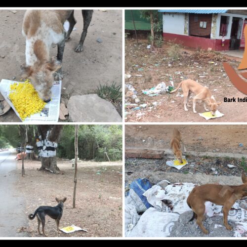 stray dog feeding