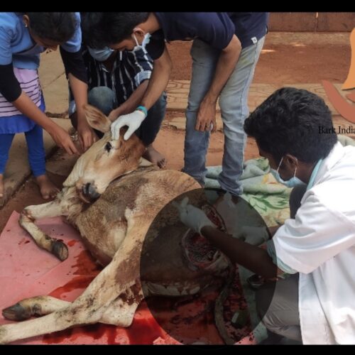 Injured Cow Rescue- Animal Rescue NGO