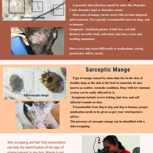 Types of mange in dogs