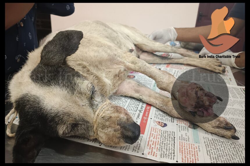 Stray animal Rescue Charity