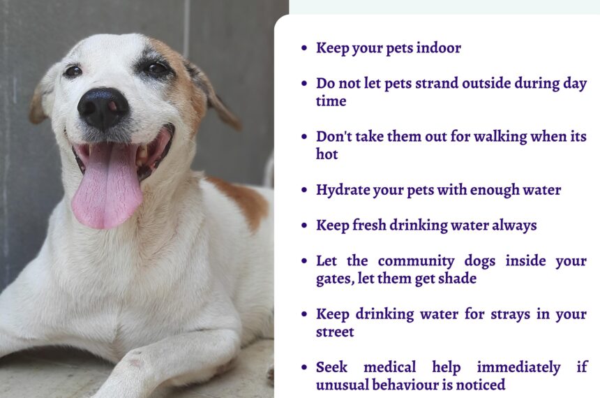 Protect your pets/strays from heat heat stroke in dogs