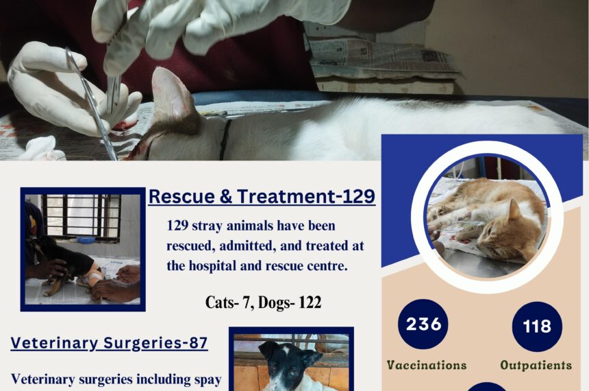 animal welfare organization-India Forever for animals- Charity non-profit for stray animals rescue,treatment,welfare