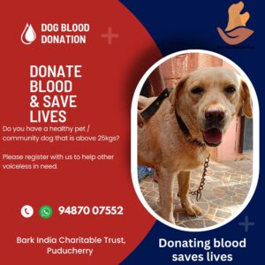Dog blood donation