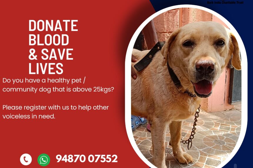 Donate blood to dogs Dog blood donation
