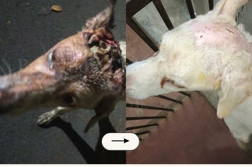 Myasis dog-before and after Stray dog rescue and recovery- Bark India Charitable Trust