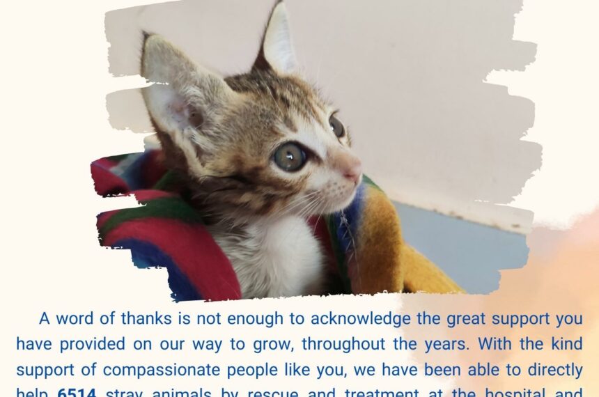 8 Years in Serving strays- Bark India, Pondicherry