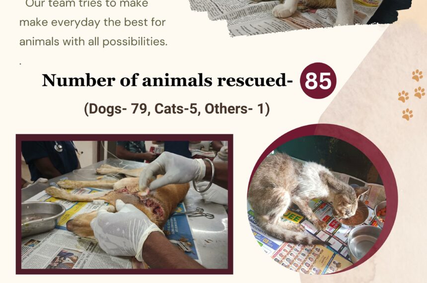 Animal rescue and care- Donate for stray animals