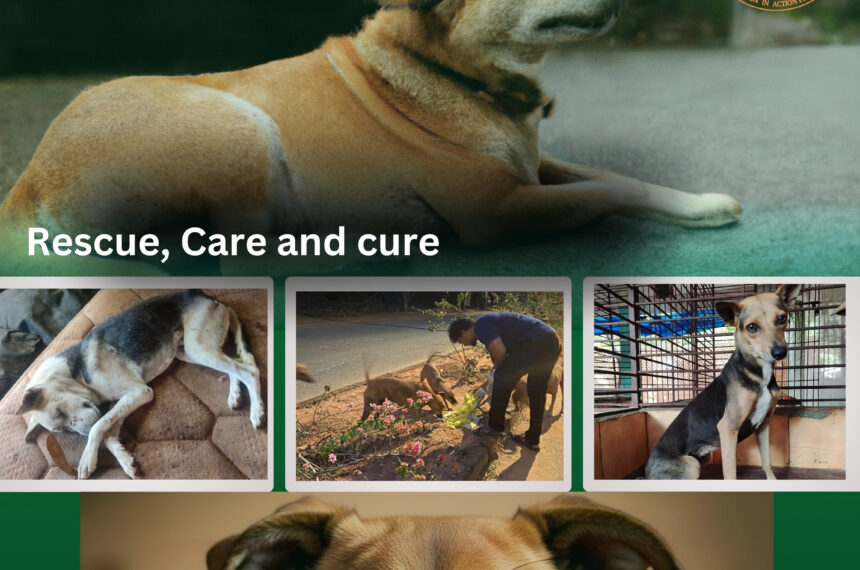 Donate for stray animal medical care Animal rescue charity for stray animals