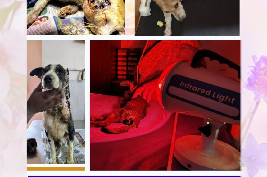 dog and cat treatment