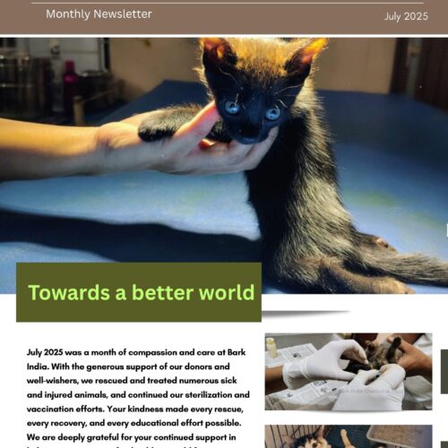 Stray rescue and treatment Donate to Help Strays in Pondicherry