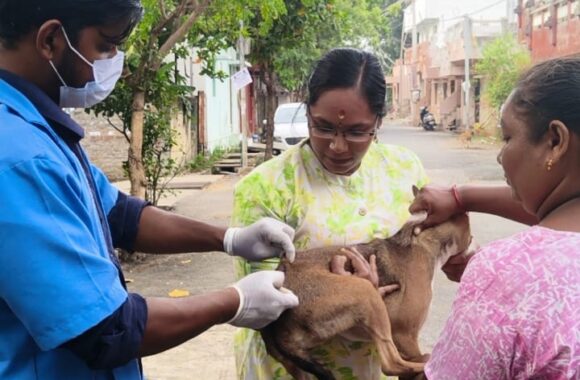 dog vaccination pondicherry free stray dog vaccination drive