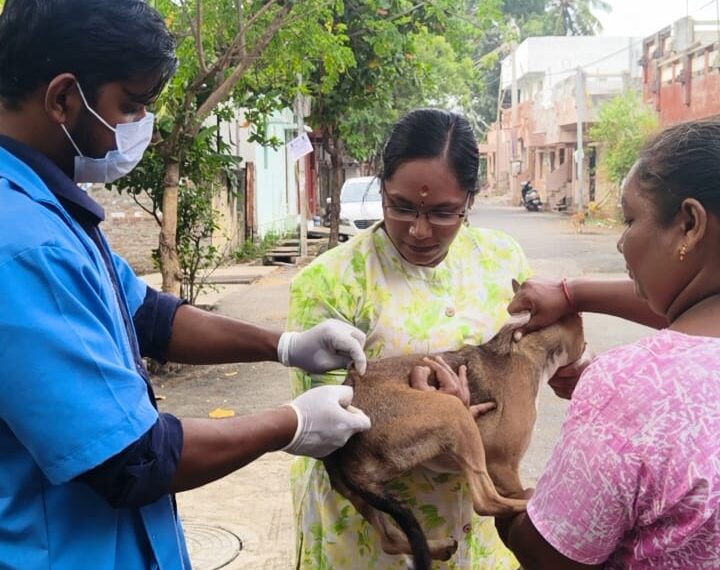 dog vaccination pondicherry free stray dog vaccination drive