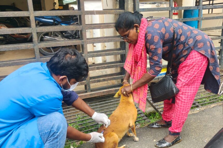 vaccinate community dogs September Highlights: Record-Breaking Month for Animal Rescue and Care at Bark India