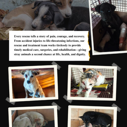 2 Help needy strays: Be their voice- Donate!